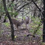 Deer in Hill Country Texas Are Easy to Spot