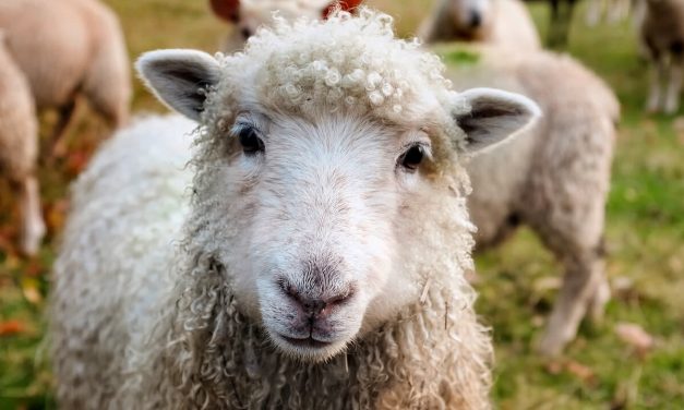 10 Popular Tourists Destinations in Austin